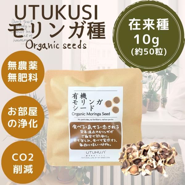 モリンガ 種 10g 約50粒 在来種 無農薬 無肥料 ハーブ 浄化 苗