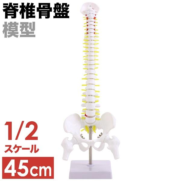 脊椎 模型 人体模型 1/2 脊椎骨盤 骨盤 骨 45センチ 脊髄骨盤模型