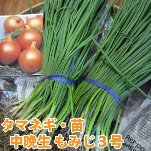 数量限定！】野菜の苗 中晩生 もみじ3号 タマネギ 玉葱苗 玉ねぎ 約100