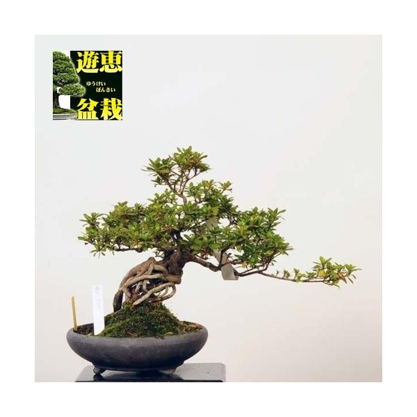 皐月盆栽 貴公子 高さ36センチ 皐月盆栽 貴公子 高さ36センチ 皐月盆栽
