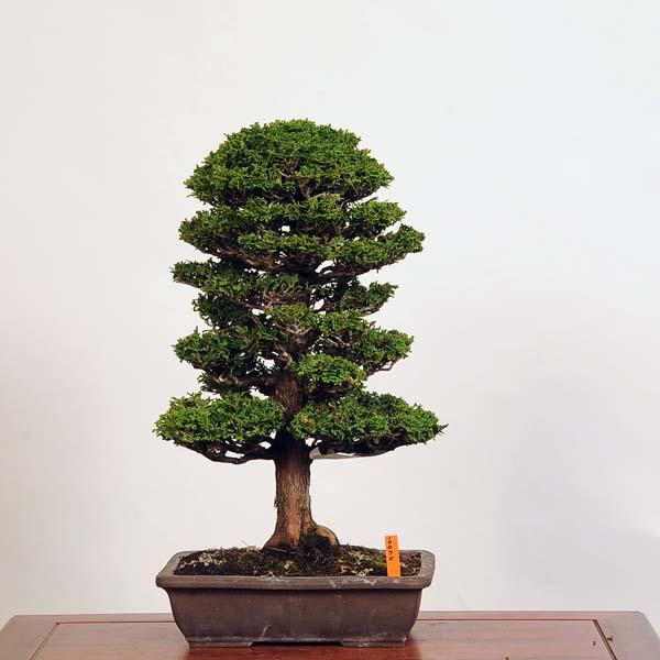盆栽 特選：津山桧（ひのき） 現品* ヒノキ hinoki bonsai 中品盆栽