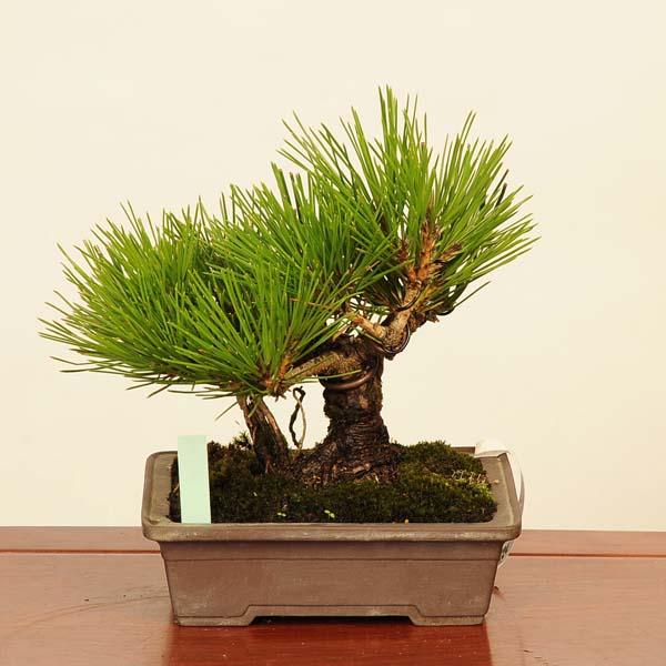 盆栽：三河黒松*現品 くろまつ クロマツ Kuromatsu bonsai 小品盆栽