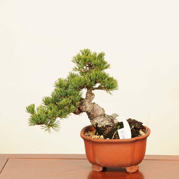盆栽 特選：五葉松(明星)* 現品 ごようまつ ゴヨウマツ Goyoumatsu