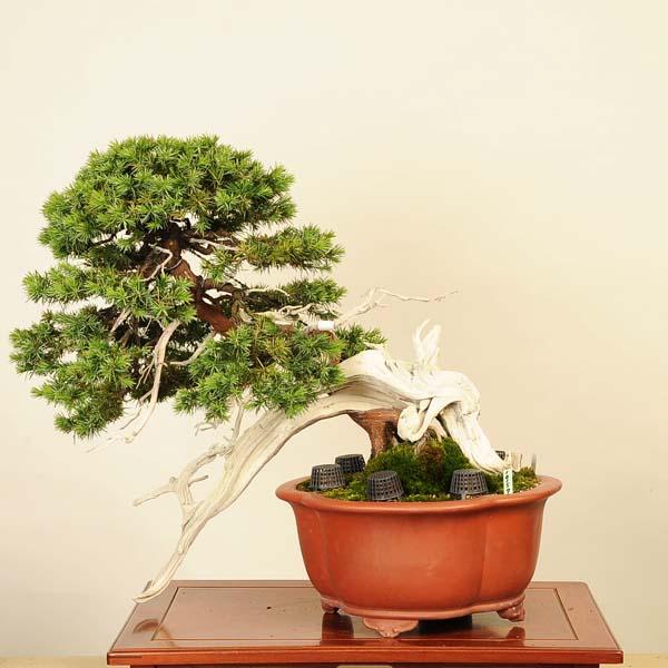 盆栽 特選：杜松(としょう) 現品*トショウ Juniperus rigida Tosyo