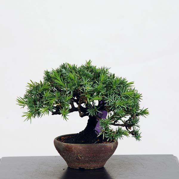 ミニ盆栽：杜松 現品*(としょう)トショウ送料無料 Tosyo : 遊恵盆栽