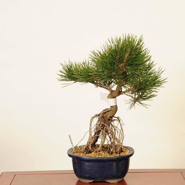 盆栽 ：黒松* 現品 くろまつ クロマツ Kuromatsu bonsai 中品盆栽