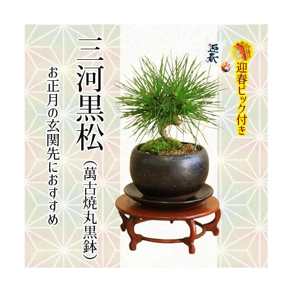 ミニ盆栽：三河黒松（萬古焼丸黒鉢)* 苔と砂 受け皿＆迎春ピック付き