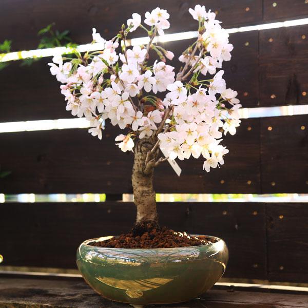 桜盆栽：特選吉野桜(大)（よしのさくら）（染井吉野）*(瀬戸焼白鉢