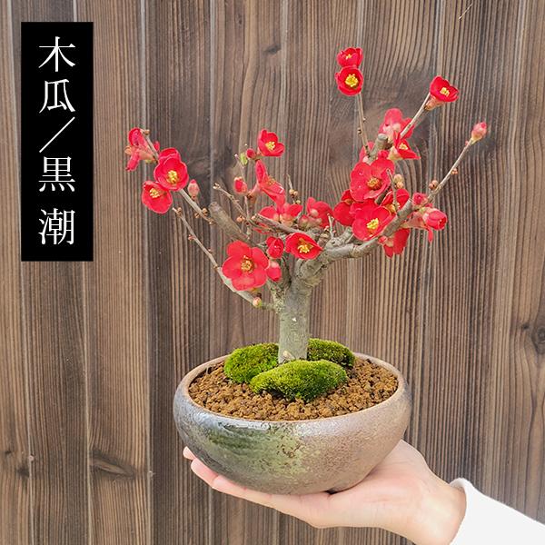 小品盆栽 品種が選べる：木瓜の花 (瀬戸焼三彩鉢)*放春花ボケbonsai