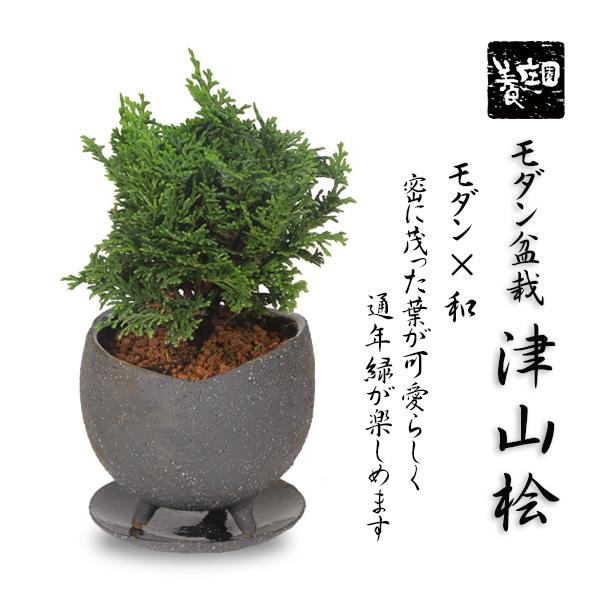 盆栽：モダン盆栽 津山桧(つやまひのき)*＜モダン足付鉢 受け皿付き