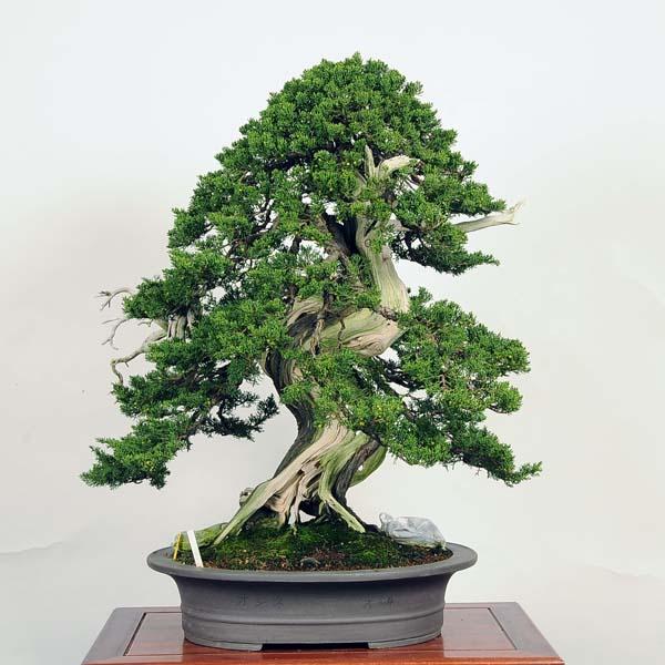 盆栽：特選糸魚川真柏 現品* しんぱく シンパク Shinpaku bonsai 大品