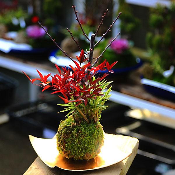 苔玉：梅・笹・南天*（受け皿付）令和 万葉 集 迎春 （2026年開花終了