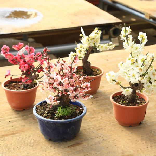 苗：梅 苗（紅梅、白梅）品種いろいろ* うめ ウメ : 遊恵盆栽 Yahoo!店