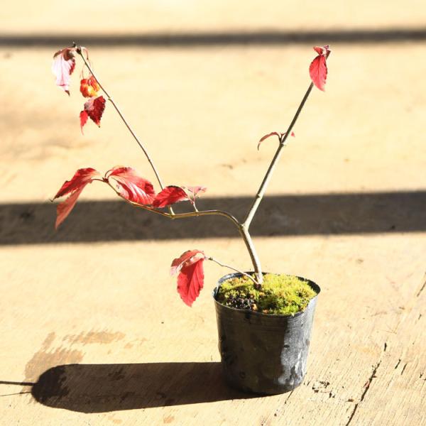 苗：オトコヨウゾメ*おとこようぞめ : 遊恵盆栽 Yahoo!店 - 通販