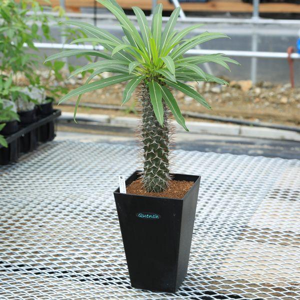 多肉植物：パキポディウム ゲアイー 亜阿相界*現品選べます : 遊恵盆栽