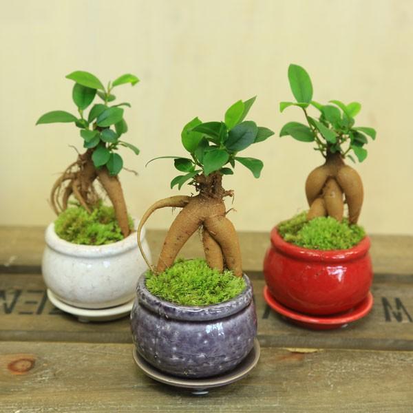 がじゅまる 観葉植物 おしゃれ：ミニガジュマル*陶器鉢 受け皿付 苔