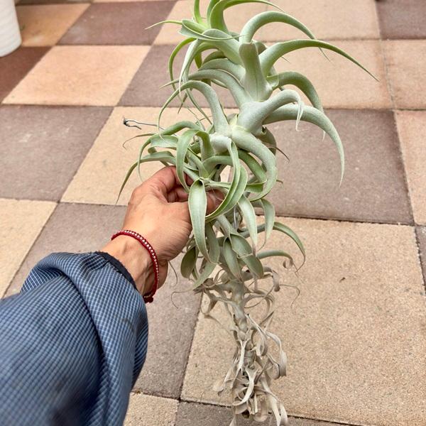 観葉植物 エアープランツ：チランジア カクティコラ ロングフォーム