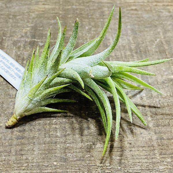 観葉植物：チランジア イオナンタ バンハイニンギーS*エアープランツ