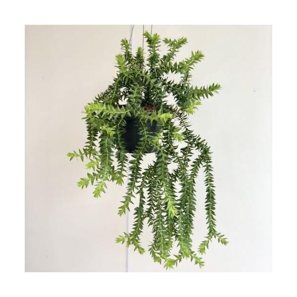 観葉植物:フペルジア ゴエベリー*吊り鉢 : 遊恵盆栽 Yahoo!店 - 通販