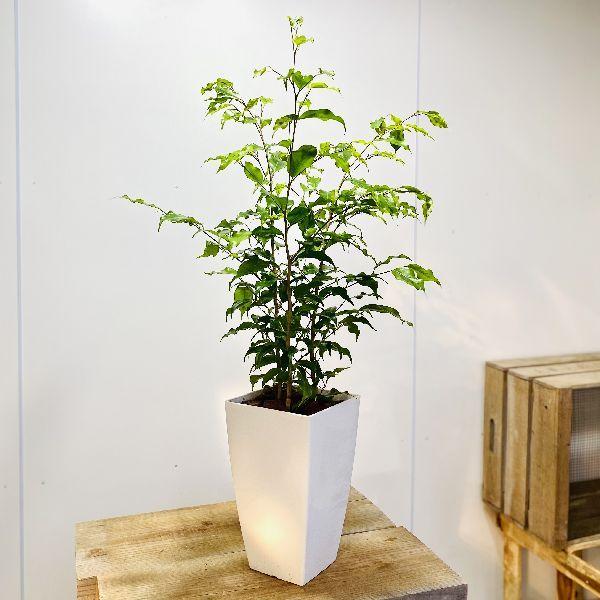 観葉植物：フィカス ベンジャミン レジナルド*プラポット : 遊恵盆栽