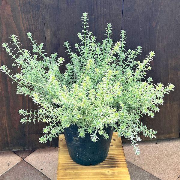 苗 観葉植物：ウエストリンギア スモーキーホワイト*7号 : 遊恵盆栽