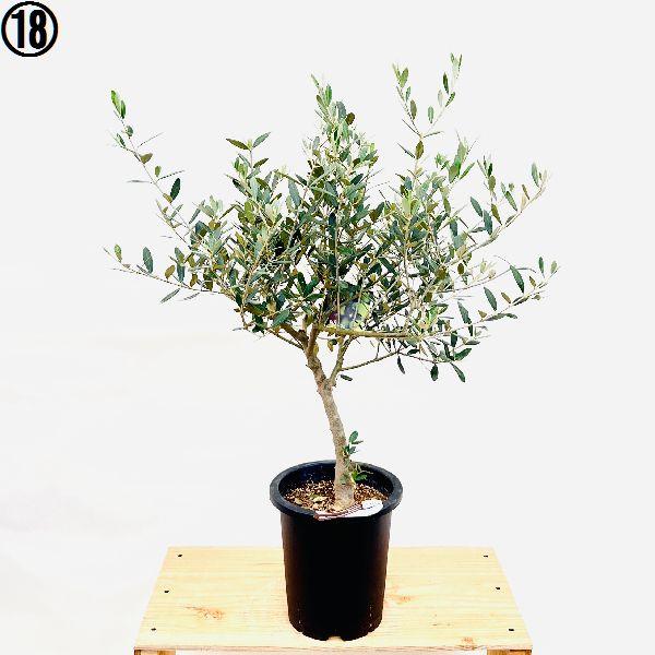 おしゃれ 観葉植物 選べる：オリーブの木 ミッション 7号*現品 SOUJU