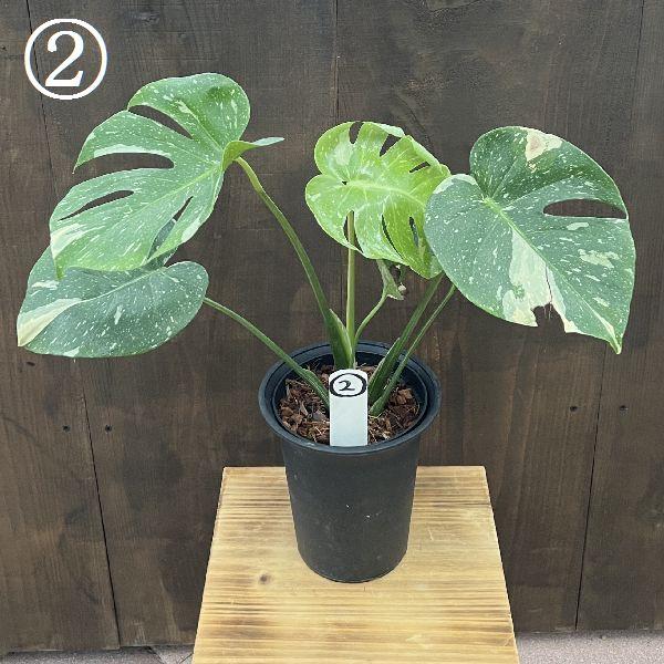 観葉植物：斑入りモンステラ*5号 プラポット 現品選べます モンステラ