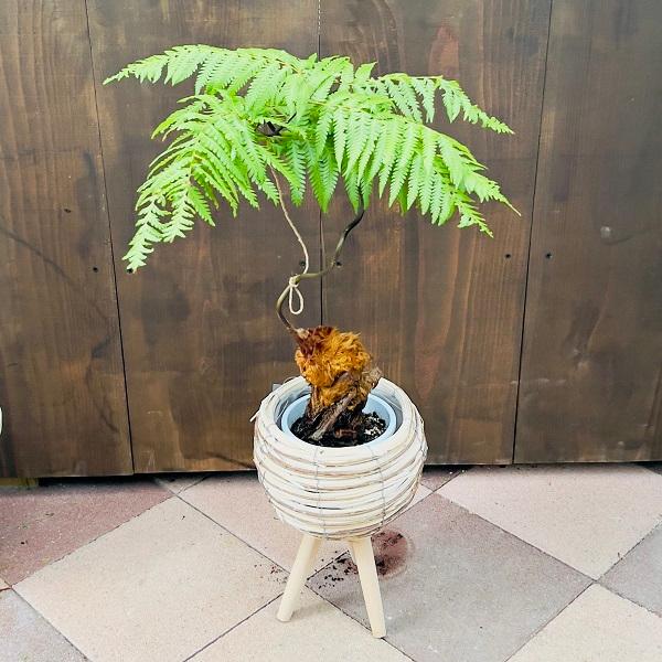 おしゃれ 観葉植物 キンモウコウ：ゴールデンモンキー タカワラビ 足