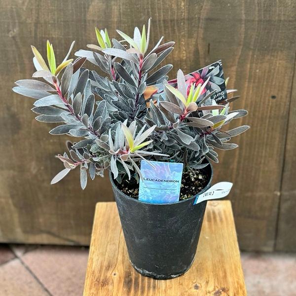 鉢花 観葉植物：リューカデンドロン デュリフ*5号 黒リューカ リュウカ