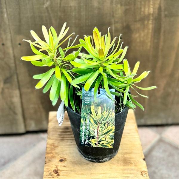 鉢花 観葉植物：リューカデンドロン ストローク バリエガータ*5号