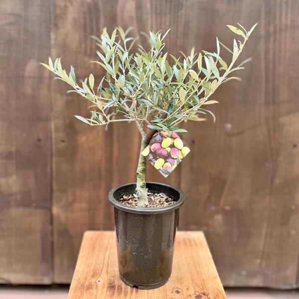 観葉植物 SOUJU（創樹）ブランド：オリーブの木*4号 セントキャサリン
