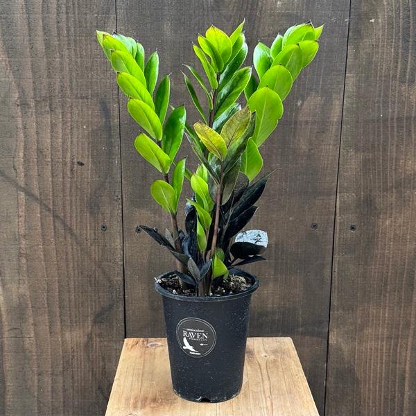 観葉植物：金銭樹 ザミオクルカス レイヴン*4号プラポット Zamioculcas