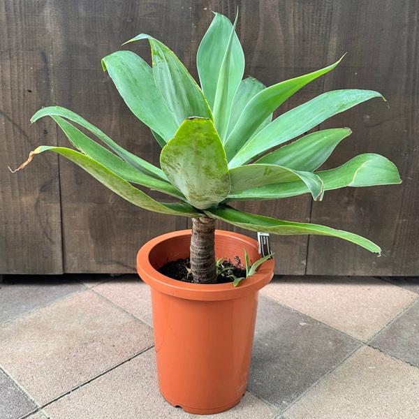 観葉植物：アガベ アテナータ*8号 現品をお届け 大型ヤマト便 : 遊恵