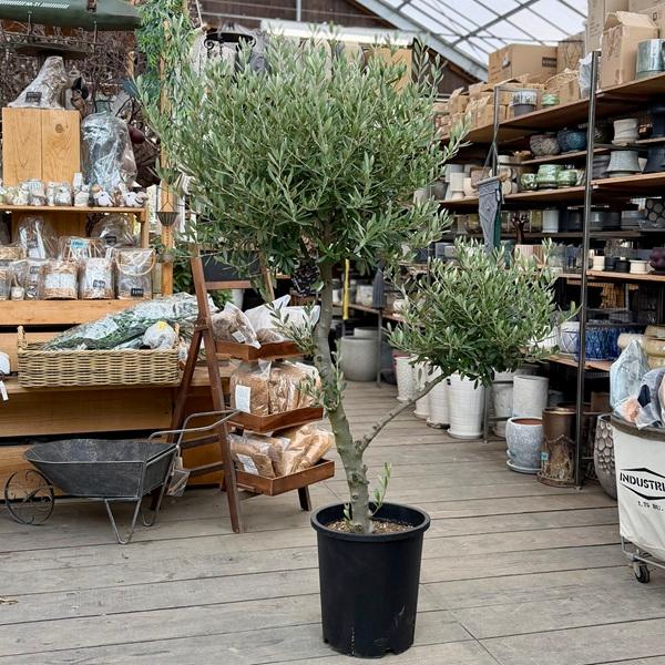 特選庭木 植木 観葉植物：オリーブ（シプレッシーノ）極太 SOUJU 創樹