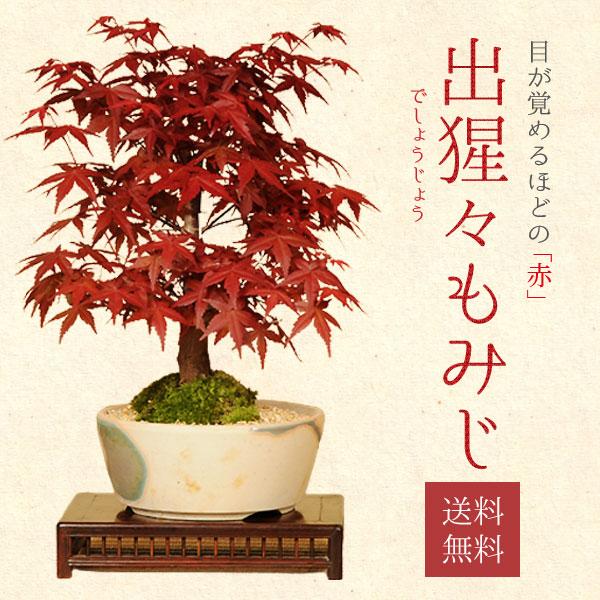 盆栽：出猩々もみじ(瀬戸焼鉢） *＜2025年落葉＞秋 鉢植え 紅葉狩り
