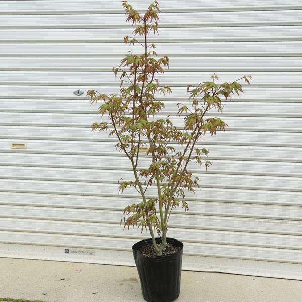 庭木：山もみじ* 太幹 （ヤマモミジ） 樹形良し : 遊恵盆栽 Yahoo!店