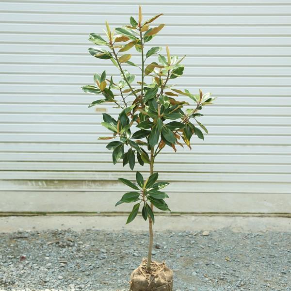 庭木：タイサンボク リトルジェム（矮性タイサンボク） : 遊恵盆栽