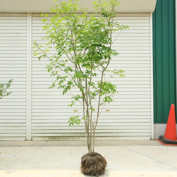 庭木：アオダモ（コバノトネリコ）*株立ち（2-4本程度） 当店おまかせ