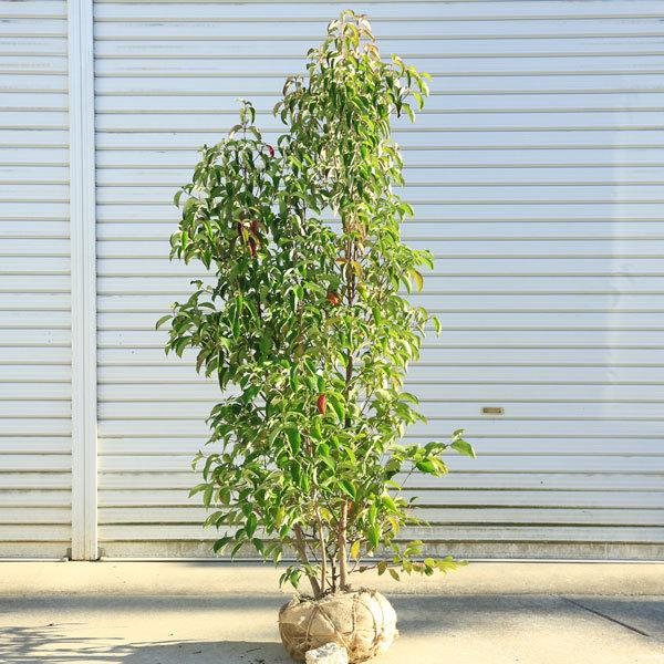 庭木：常緑ヤマボウシ（ホンコンエンシス・月光） 株立ち（2〜3本立ち