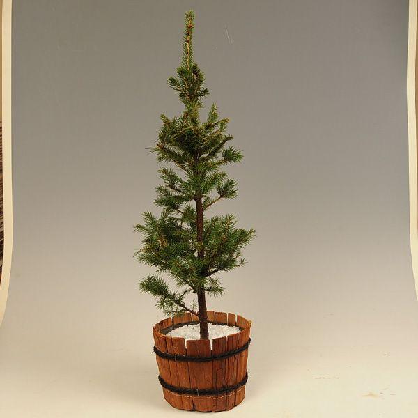 庭木：モミの木* : 遊恵盆栽 Yahoo!店 - 通販 - Yahoo!ショッピング