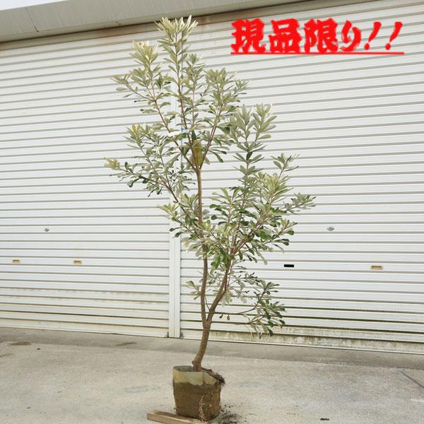 現品庭木 植木：バンクシア コースト*樹高 約150cm 全高 約170cm