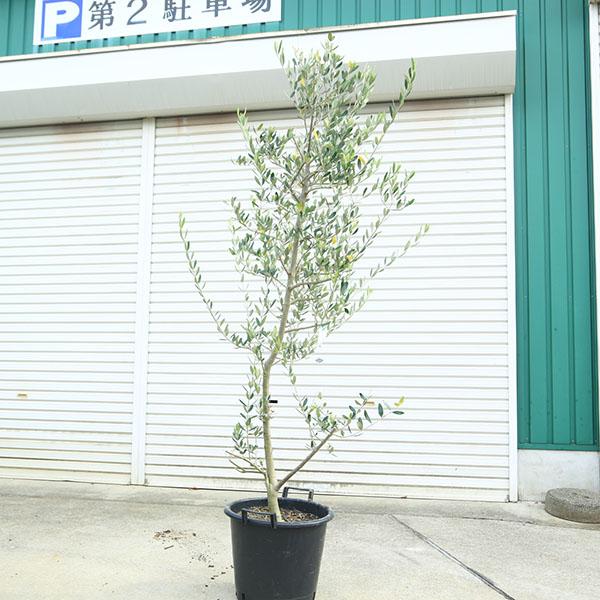 オリーブの木 ルッカ 8号 約160cm K-283 人気品種 現品掲載 NEWルッカ