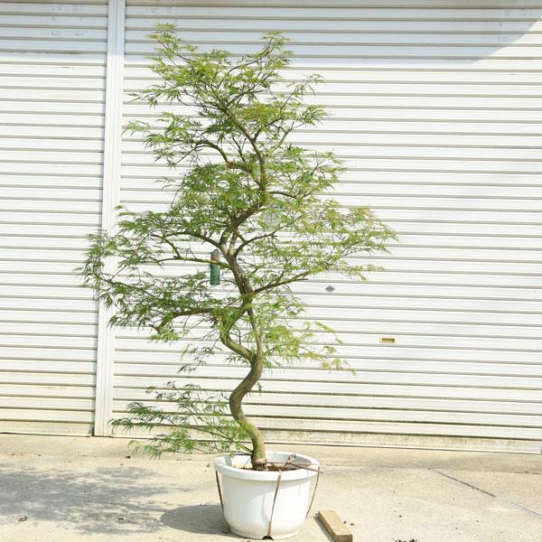 特撰庭木・植木：青しだれもみじ（青枝垂れ）* そのまま置ける大ポット
