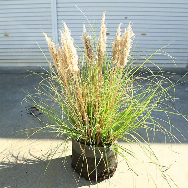 庭木・グラス・植木：パンパスグラス（シロガネヨシ）タイニーパンパ