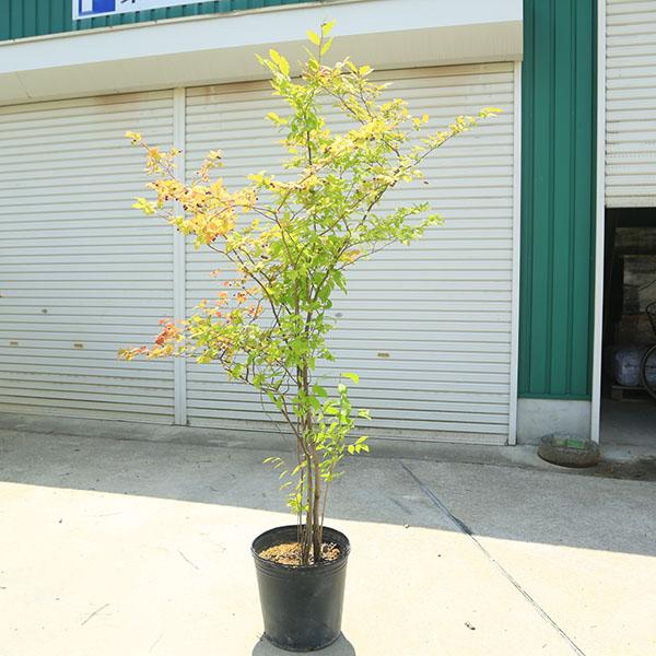 希少庭木・植木：ナツハゼ（なつはぜ）* 現品限り！ 樹高：約150cm