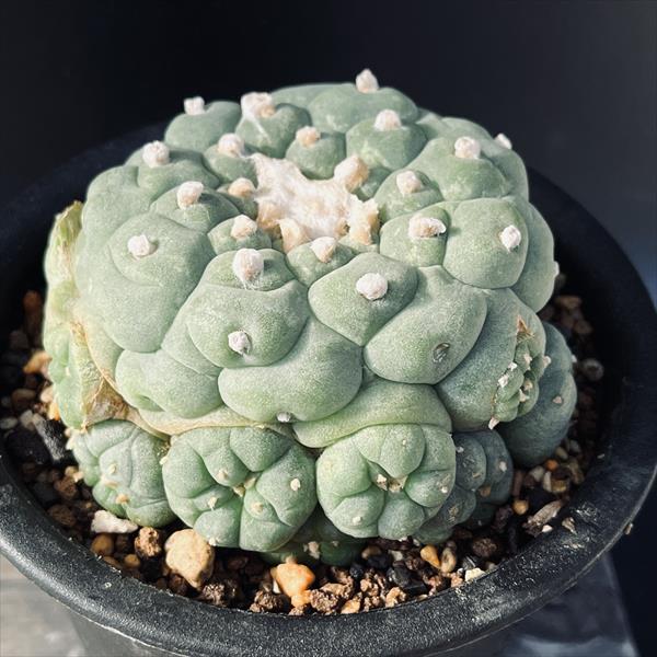 サボテン：ロフォフォラ 疣銀冠玉 実生*幅9cm 現品！一品限り : 遊恵