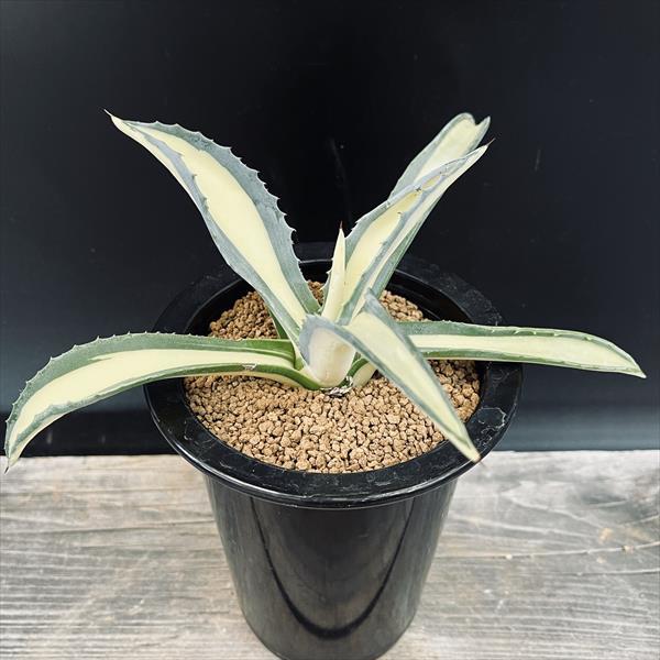 多肉植物：アガベ アメリカーナ錦 那智の輝き*幅18cm : 遊恵盆栽