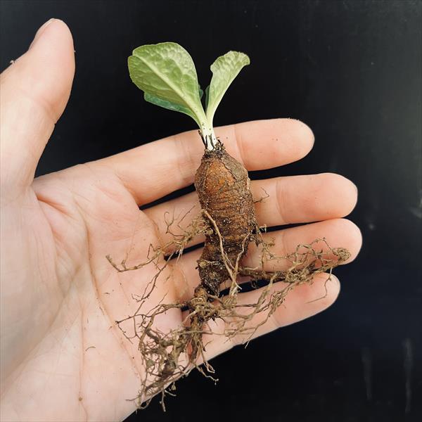 コーデックス：ユーフォルビア エクロニー 鬼笑い*葉幅4.5cm 現品