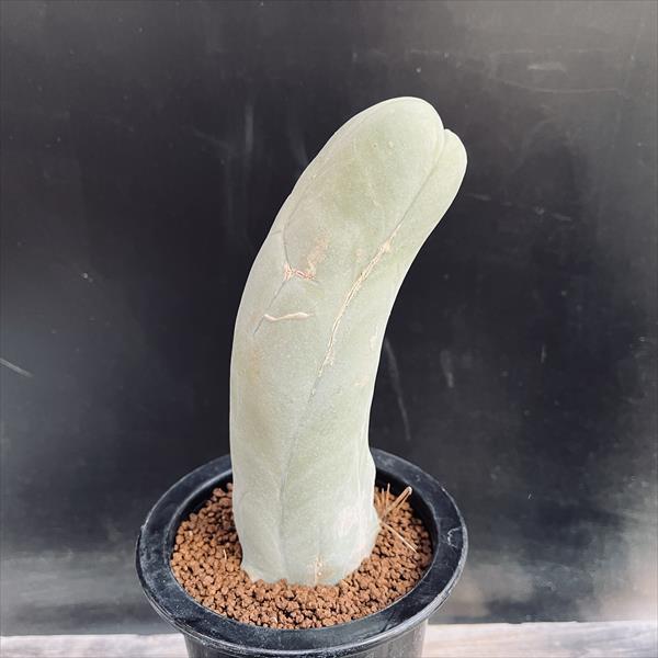 サボテン：トリコケレウス 珍宝閣 なるほど柱*幅4.5cm 現品！一品
