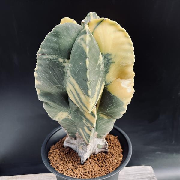 サボテン：アストロフィツム 碧瑠璃鸞鳳玉錦 実生*幅10cm 現品！一品